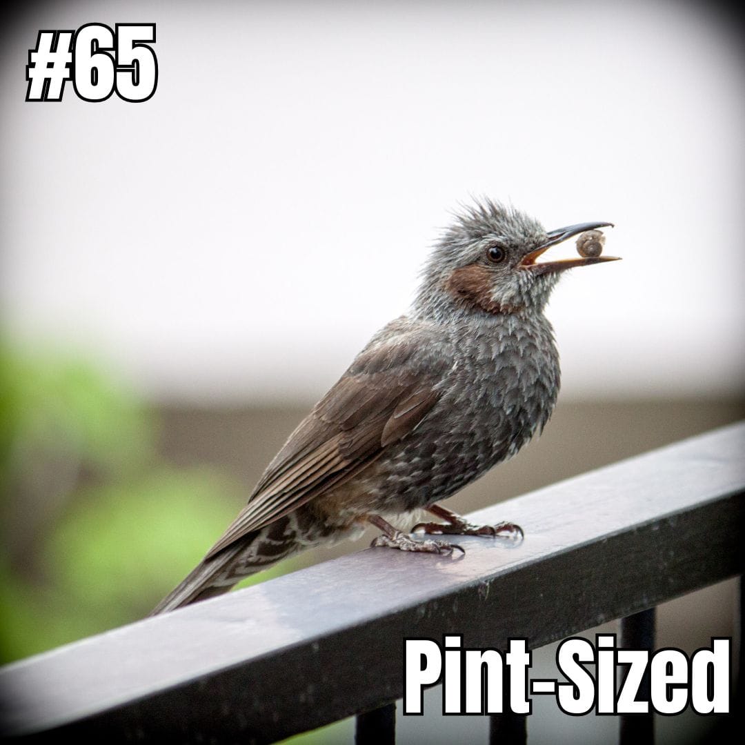 Update #65: Pint-Sized Update #65: Pint-Sized